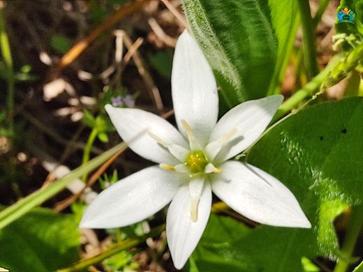 Tükürük Otu (Ornithogalum umbellatum): Baharın Beyaz Yıldızları — inline image