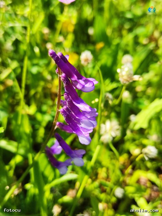 Tüylü Fiğ (Vicia villosa): Toprakların Zenginleştiricisi — cover