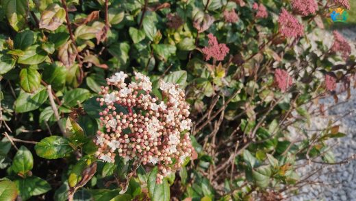 Tüylü Kartopu (Viburnum tinus): Akdeniz'in İncisi, Bahçelerin Gözdesi — inline image