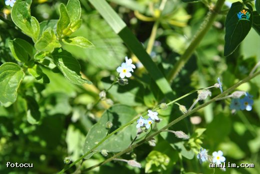 Unutulmayan Mavi: Katı Unutma Beni (Myosotis stricta) — cover
