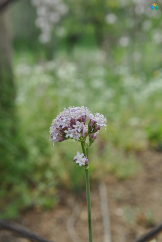 Uyku Otunun Sırrı: Valeriana dioscoridis — inline image