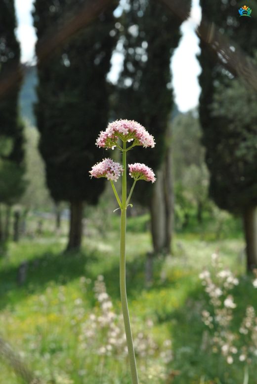 Uyku Otunun Sırrı: Valeriana dioscoridis — inline image