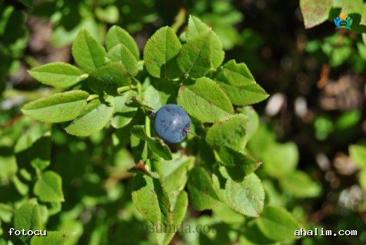 Vaccinium myrtillus L. — cover