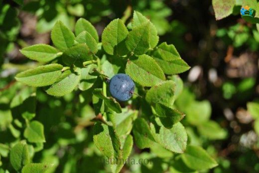 Vaccinium myrtillus L. — inline image
