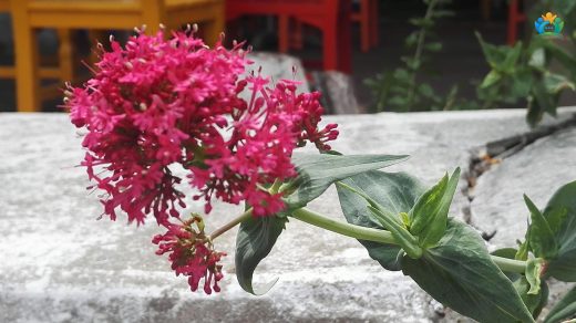 Valeriana rubra L.: Kırmızı Valeriana, Hem Güzel Hem Faydalı — inline image