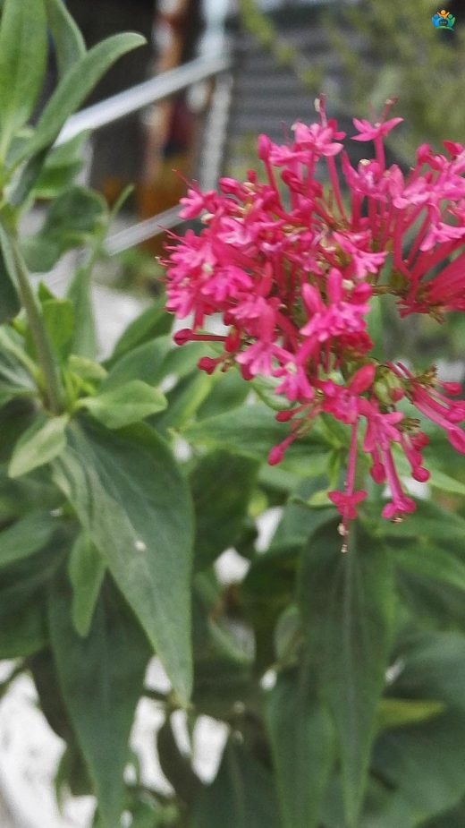 Valeriana rubra L.: Kırmızı Valeriana, Hem Güzel Hem Faydalı — inline image