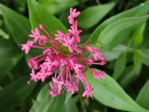 Valeriana rubra L.: Kırmızı Valeriana, Hem Güzel Hem Faydalı — inline image