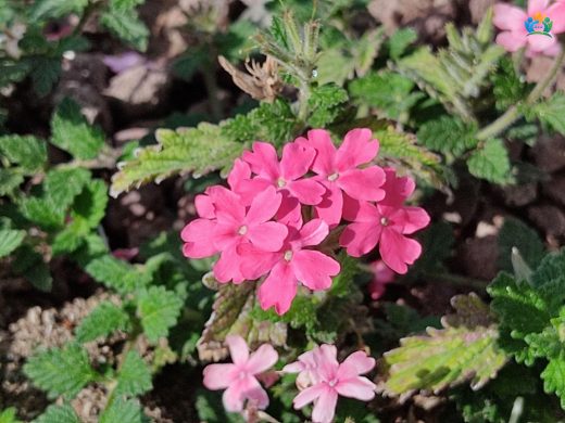 Verbena Hybrida: Bahçelerin Renkli ve Aromatik Süsü — inline image
