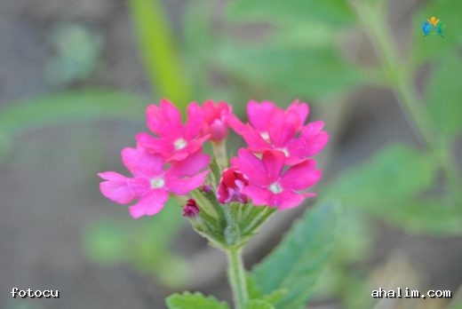 Verbena peruviana (Yalancı Mine): Bahçelerin Renkli Dokunuşu — cover