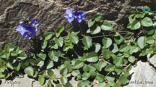 Veronica liwanensis (Livaneli Mavişi): Anadolu'nun Gizemli Çiçeği — cover