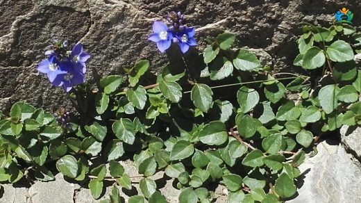 Veronica liwanensis (Livaneli Mavişi): Anadolu'nun Gizemli Çiçeği — inline image