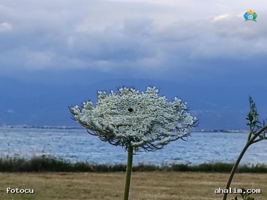 Yabani Havuç (Daucus carota subsp. carota) Hakkında Detaylı Bilgi — cover