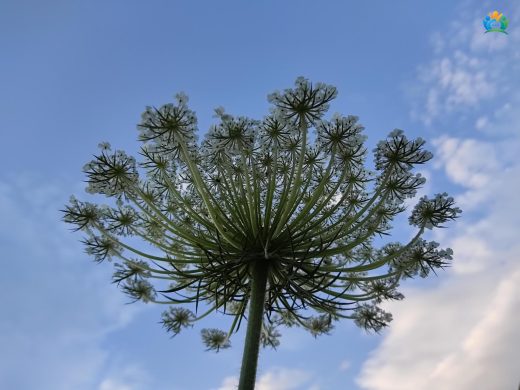 Yabani Havuç (Daucus carota subsp. carota) Hakkında Detaylı Bilgi — inline image