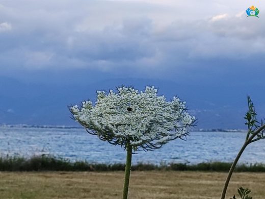 Yabani Havuç (Daucus carota subsp. carota) Hakkında Detaylı Bilgi — inline image