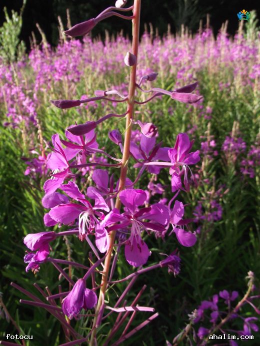 Yakıotu (Epilobium angustifolium) : Doğadan Gelen Şifa Deposu — cover