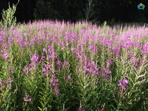 Yakıotu (Epilobium angustifolium) : Doğadan Gelen Şifa Deposu — inline image