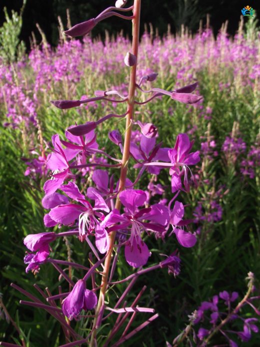 Yakıotu (Epilobium angustifolium) : Doğadan Gelen Şifa Deposu — inline image