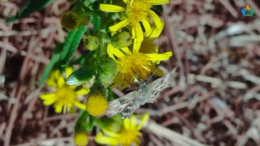 Yapışkan Andız Otu (Inula viscosa L.): Ayrıntılı Bir İnceleme — inline image
