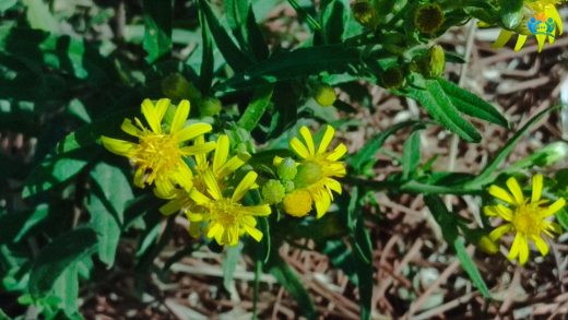 Yapışkan Andız Otu (Inula viscosa L.): Ayrıntılı Bir İnceleme — inline image