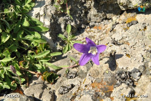 Yayla Çanı (Campanula aucheri): Dağların Mavi Zili — cover