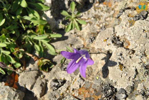 Yayla Çanı (Campanula aucheri): Dağların Mavi Zili — inline image