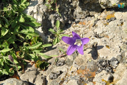 Yayla Çanı (Campanula aucheri): Dağların Mavi Zili — inline image