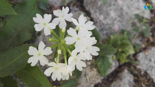 Yer Minesi: Bahçelerin Renkli Mirası — inline image