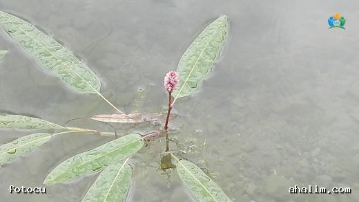 Yerdeğiştiren (Persicaria amphibia (L.) Delarbre): Suyun ve Karasal Dünyanın İki Yüzü — cover