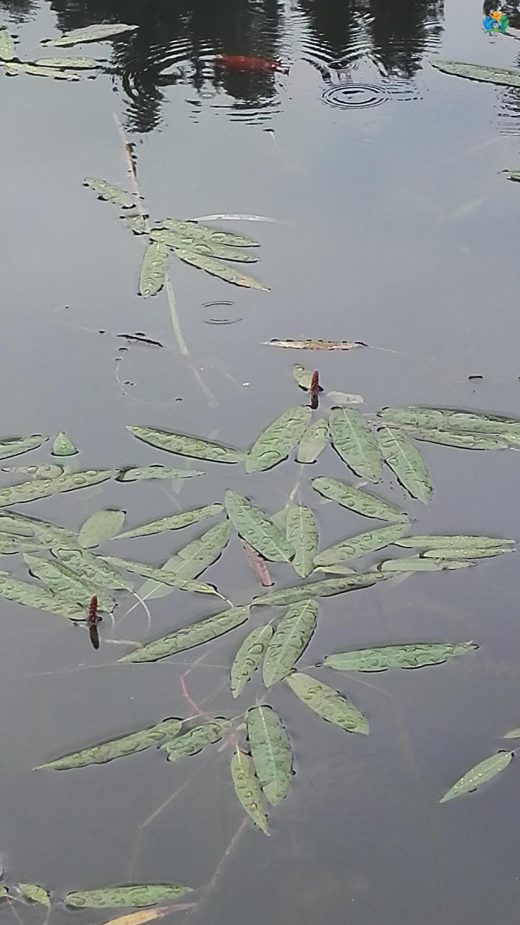 Yerdeğiştiren (Persicaria amphibia (L.) Delarbre): Suyun ve Karasal Dünyanın İki Yüzü — inline image