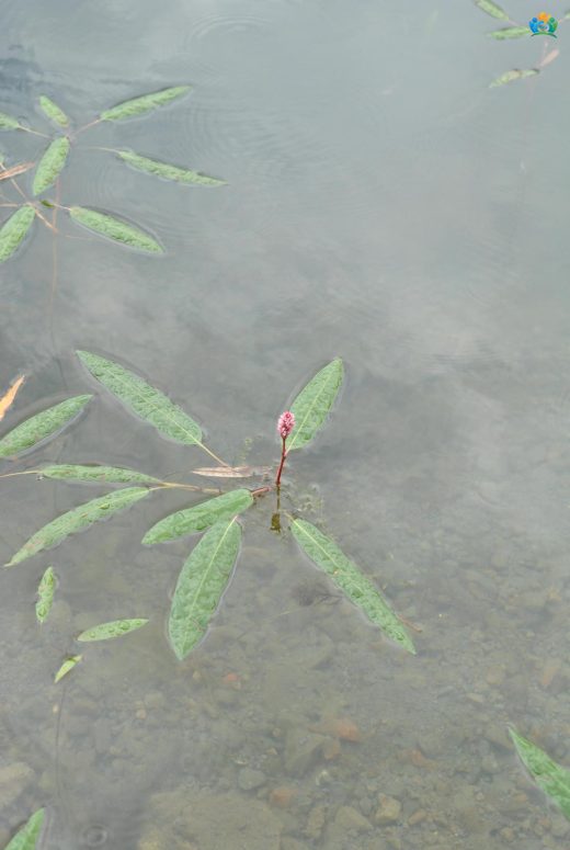 Yerdeğiştiren (Persicaria amphibia (L.) Delarbre): Suyun ve Karasal Dünyanın İki Yüzü — inline image