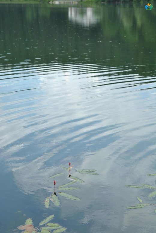 Yerdeğiştiren (Persicaria amphibia (L.) Delarbre): Suyun ve Karasal Dünyanın İki Yüzü — inline image