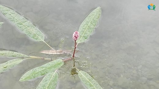 Yerdeğiştiren (Persicaria amphibia (L.) Delarbre): Suyun ve Karasal Dünyanın İki Yüzü — inline image