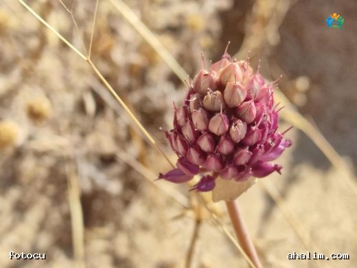 Yılan Sarımısağı (Allium sphaerocephalon): Bahçelerin İlginç Misafirleri — cover