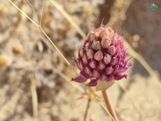 Yılan Sarımısağı (Allium sphaerocephalon): Bahçelerin İlginç Misafirleri — inline image