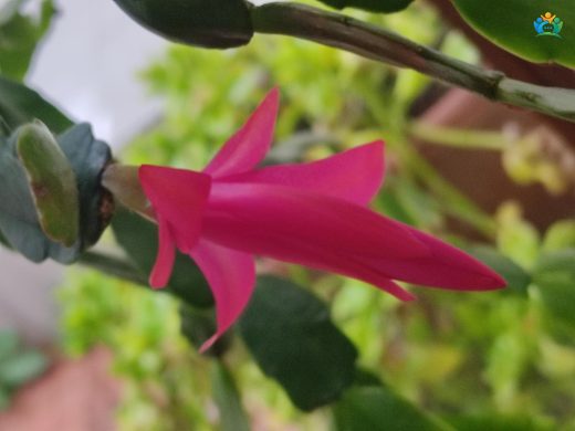 Yılbaşı Çiçeği (Schlumbergera): Kışın Renkli Dokunuşu — inline image