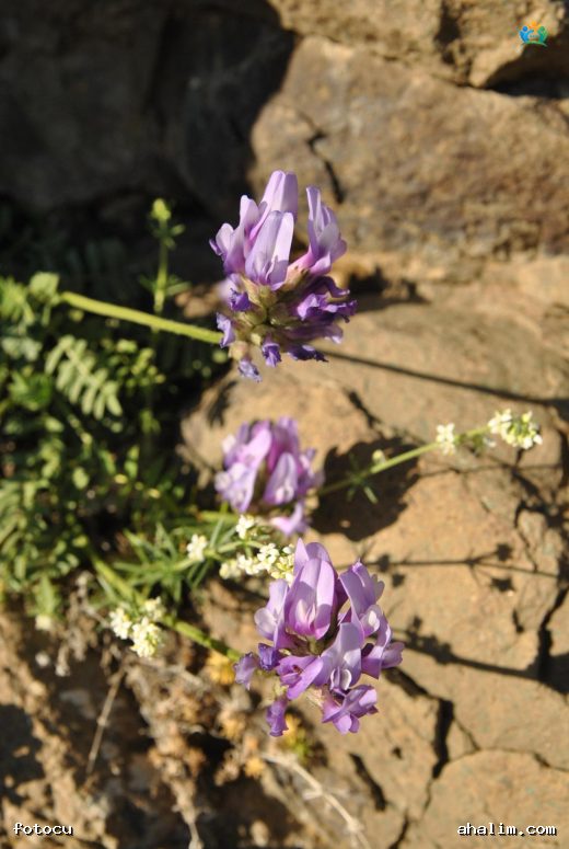 Yonca Çiçeği (Medicago sativa inflorescence): Tarlaların Mor Ziyafeti — cover