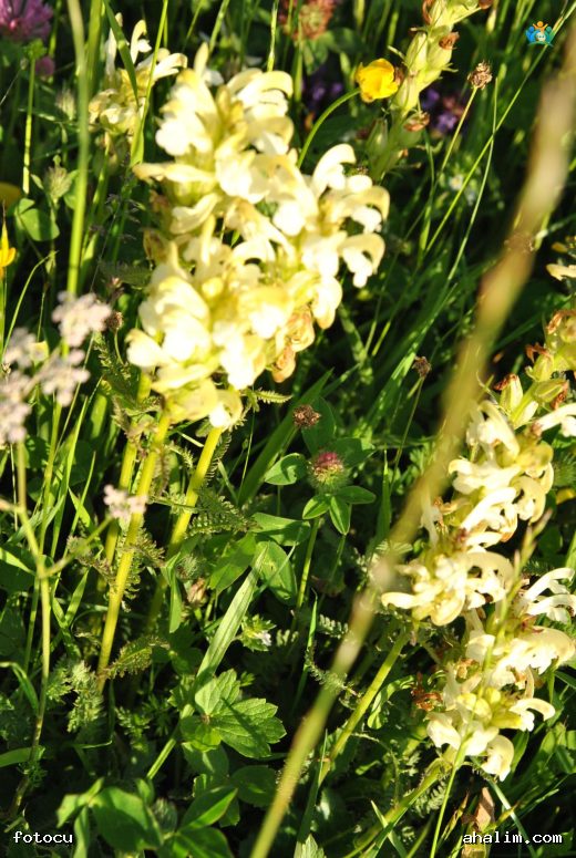 Yükselen Sivriceotu (Pedicularis ascendens): Dağların Gizemli Bitkisi — cover