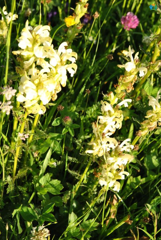 Yükselen Sivriceotu (Pedicularis ascendens): Dağların Gizemli Bitkisi — inline image