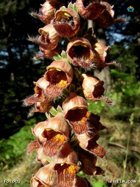 Yüksük Otu (Digitalis trojana): Morfolojisi, Yetişme Şartları ve Önemi — cover
