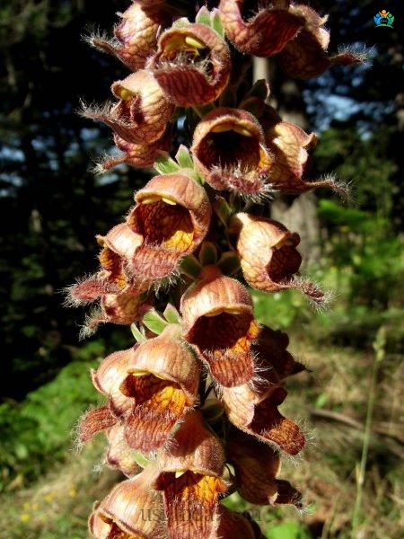 Yüksük Otu (Digitalis trojana): Morfolojisi, Yetişme Şartları ve Önemi — inline image