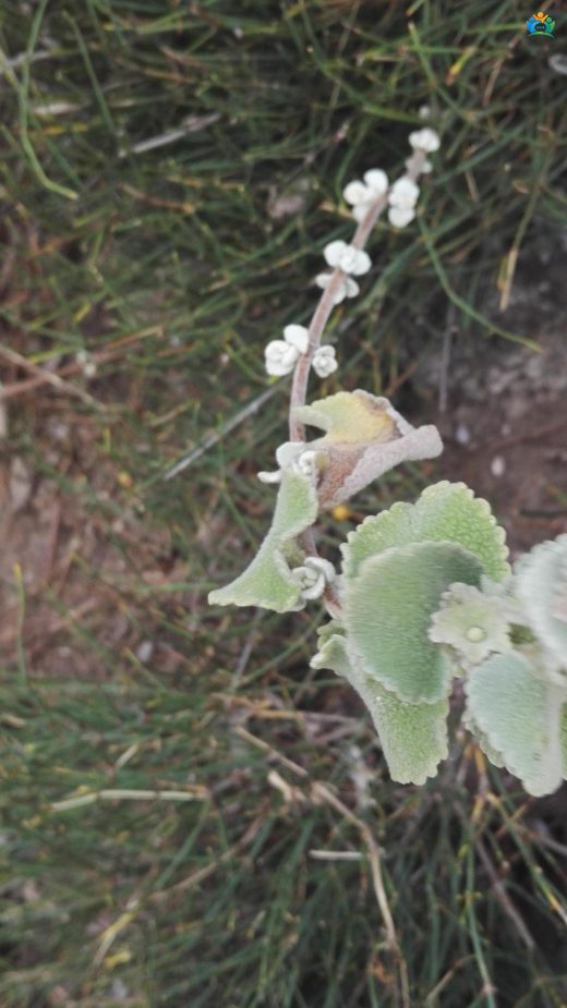 Yunan Adaçayı (Pseudodictamnus acetabulosus): Bir Akdeniz Mucizesi — inline image