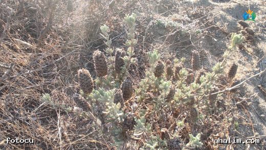 Yünlü Adaçayı (Teucrium lanigerum): Doğal Güzelliğin ve Şifanın Buluştuğu Nokta — cover