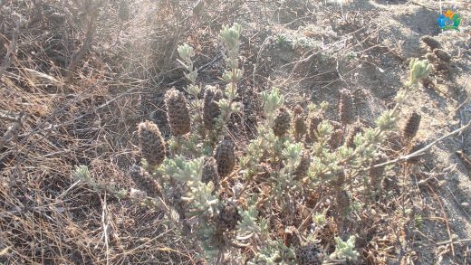 Yünlü Adaçayı (Teucrium lanigerum): Doğal Güzelliğin ve Şifanın Buluştuğu Nokta — inline image