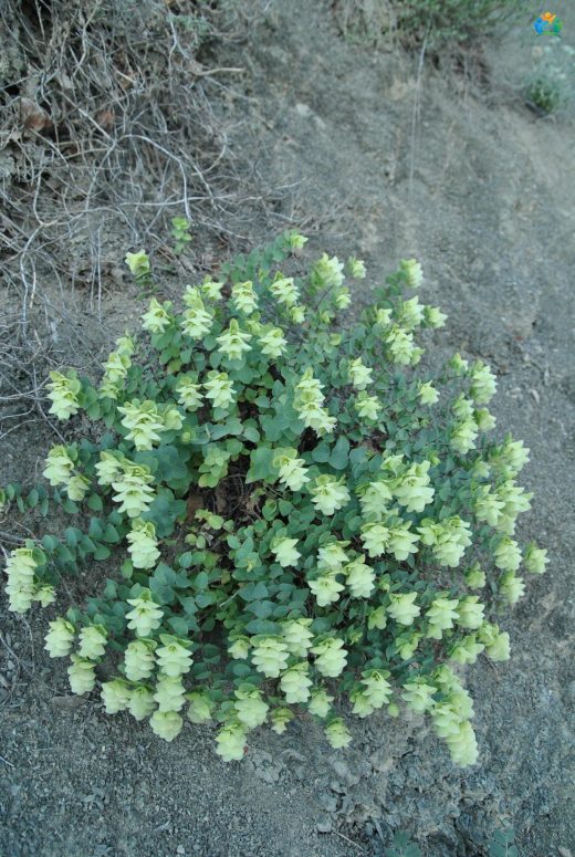 Yuvarlakmercan (Origanum rotundifolium): Dağların Aromatik Hediyesi — inline image