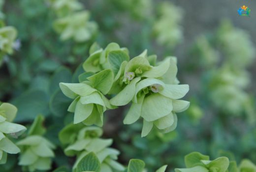Yuvarlakmercan (Origanum rotundifolium): Dağların Aromatik Hediyesi — inline image