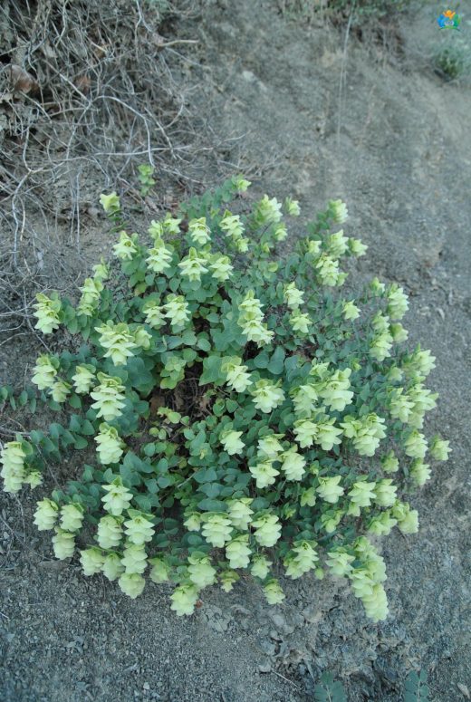 Yuvarlakmercan (Origanum rotundifolium): Dağların Aromatik Hediyesi — inline image