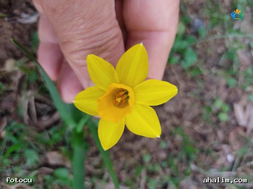 Zeren Çiçeği (Narcissus Poeticus) — cover