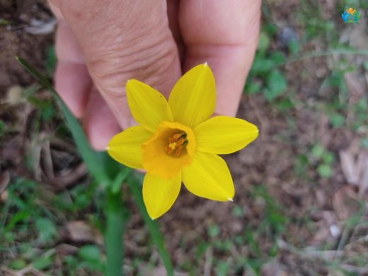 Zeren Çiçeği (Narcissus Poeticus) — inline image