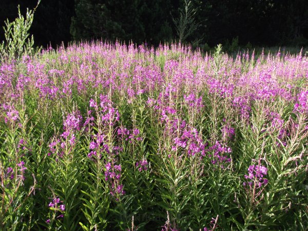 Epilobium angustifolium L.