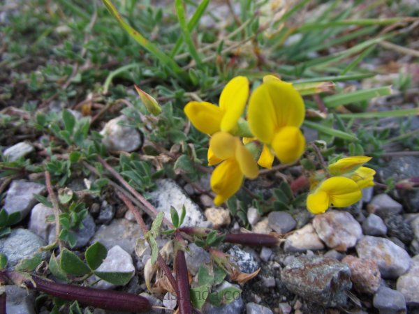 Lotus corniculatus L.